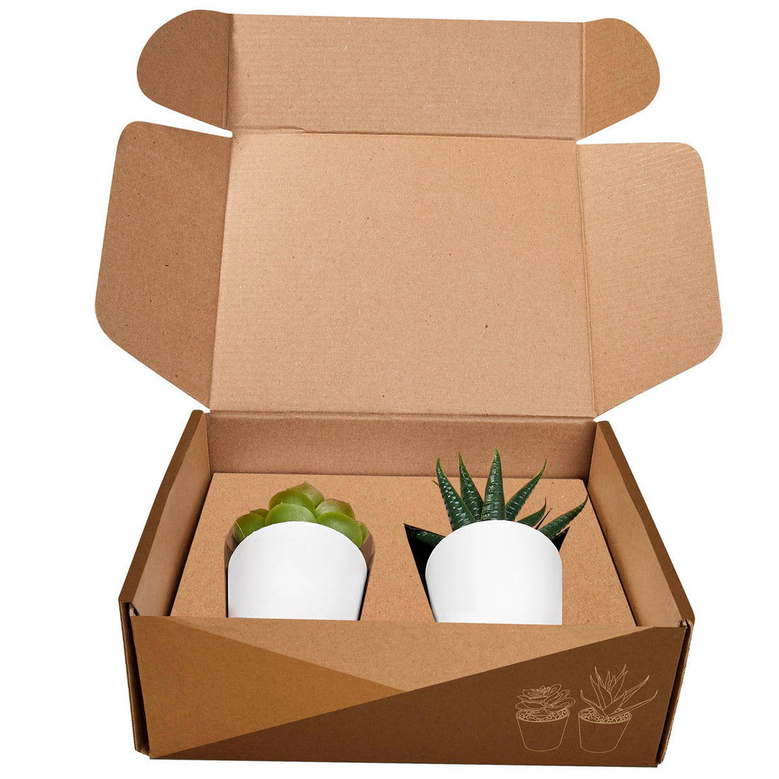 SET DE PLANTAS ALISO